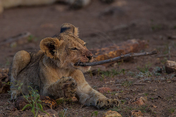 Lion cubs on a kill