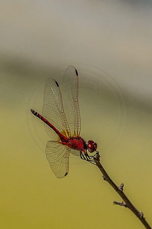 Drop wing