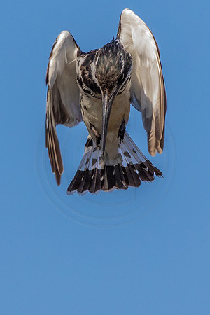 Hovering...