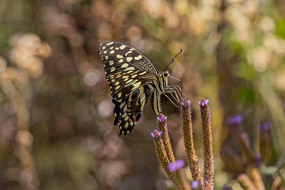 Butterfly at Pilanesberg