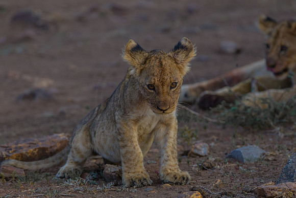 Lion cubs on a kill