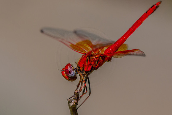 Red dragon