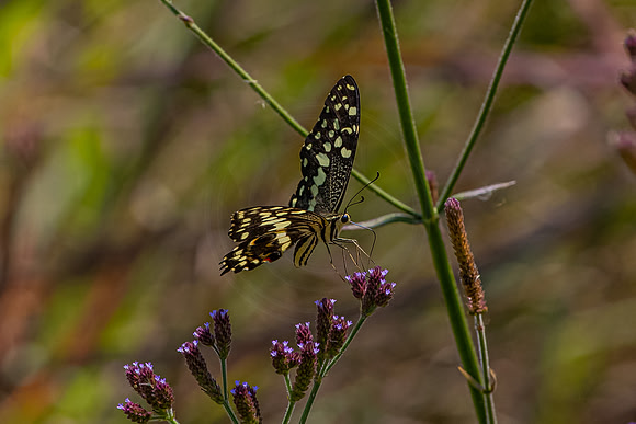 Butterfly at Pilanesberg