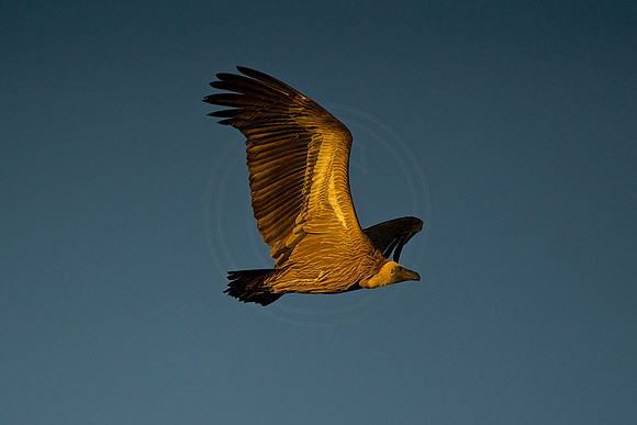 Colourful wings