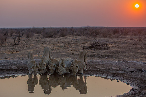 African morning - shared with Lion