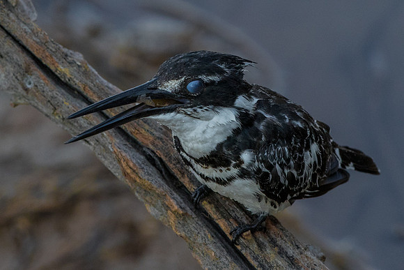 "Blue eyed"  Kingfisher
