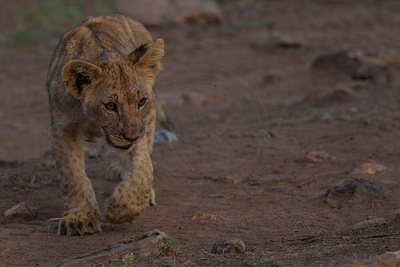 Lion cubs on a kill