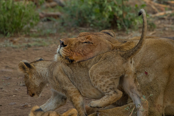 Motherly love