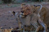 Lion cubs on a kill