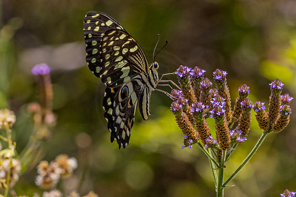 Butterfly at Pilanesberg