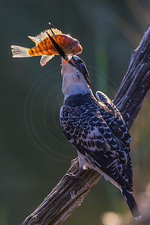 "King" fisher