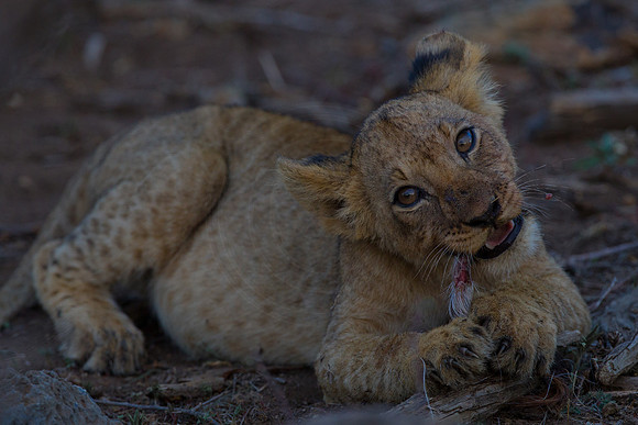 Lion cubs on a kill