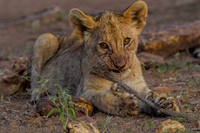 Lion cubs on a kill