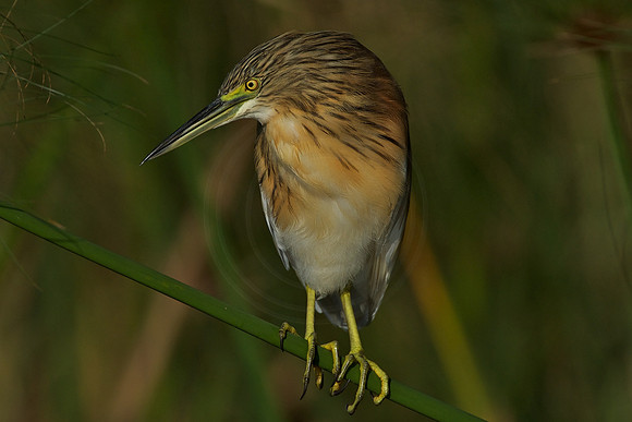 Heron
