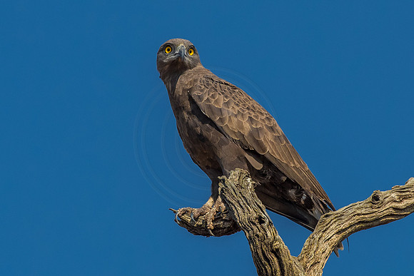 Brown Snake Eagle