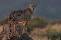 Cheetah - intense look