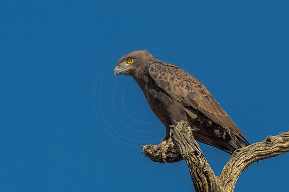 Brown Snake Eagle