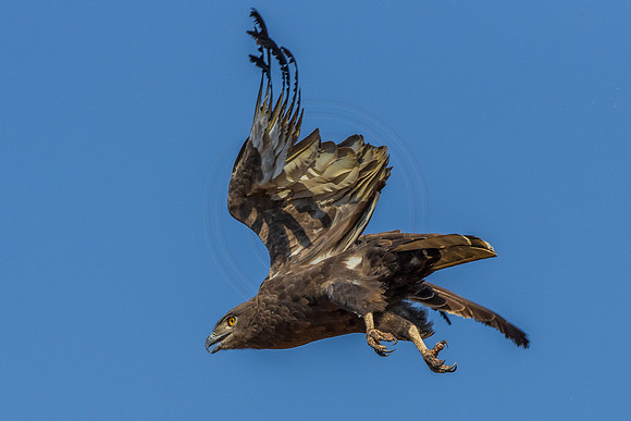 Brown Snake Eagle