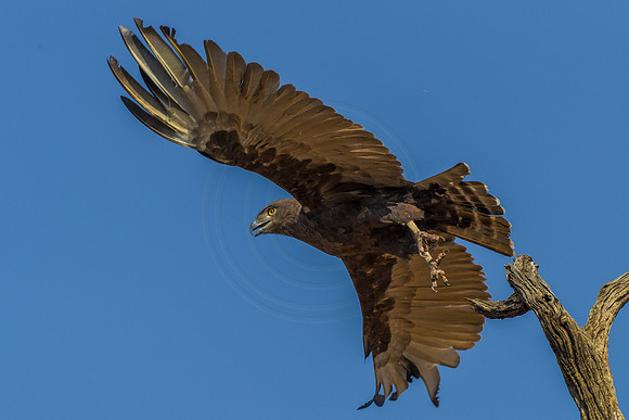 Brown Snake Eagle