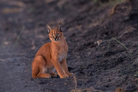 Caracal