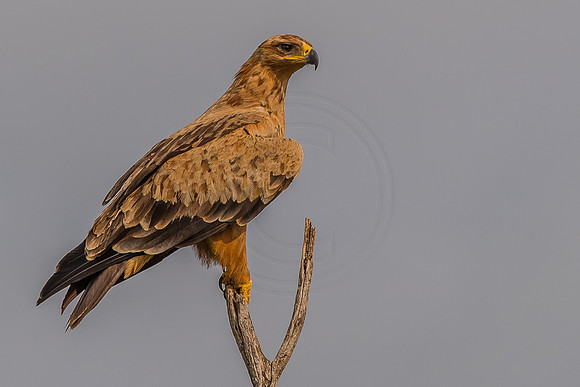 Tawny