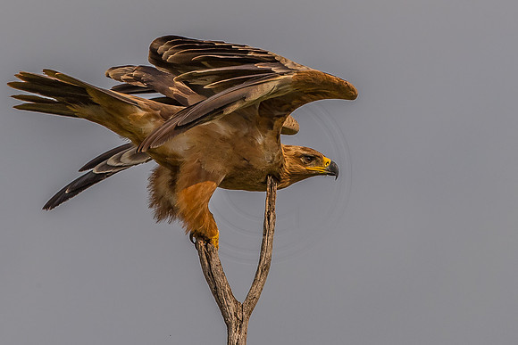 Eagle power