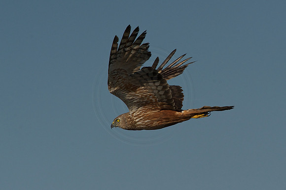 Harrier