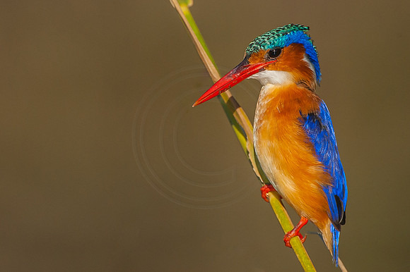 Colourful capture