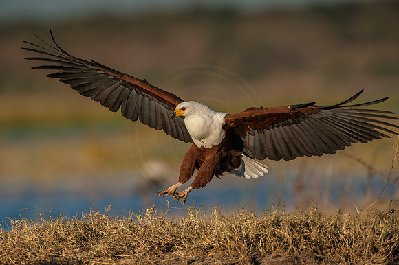 Eagle landing