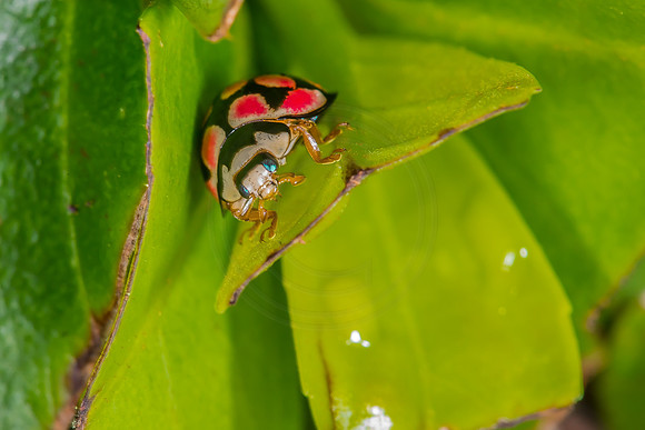 Bug in the Bush