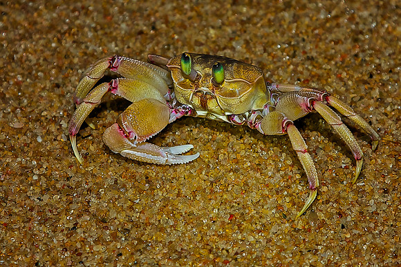 Ghost crab