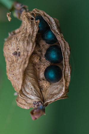 Blue Pearls