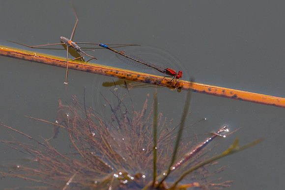 Damsel and Strider
