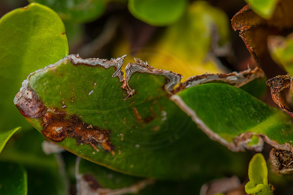 Rusty leaf