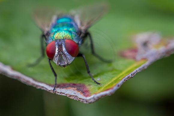 Life on a leaf