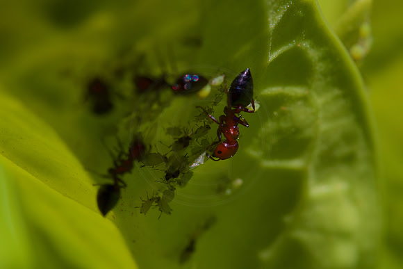 Ants on a mission