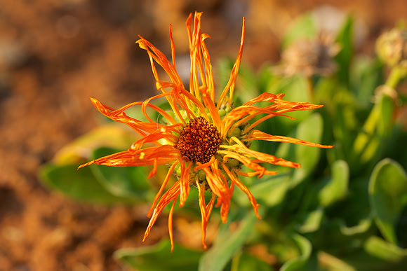 Bright needles
