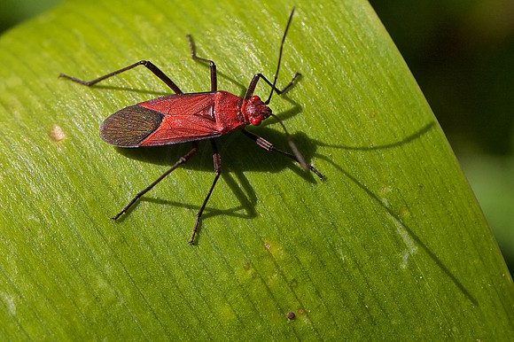 Bug on a leaf
