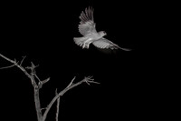 Kite, in flight, in the Night