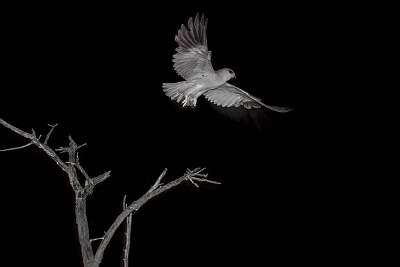 Kite, in flight, in the Night