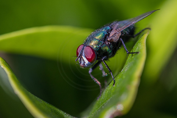 Fly