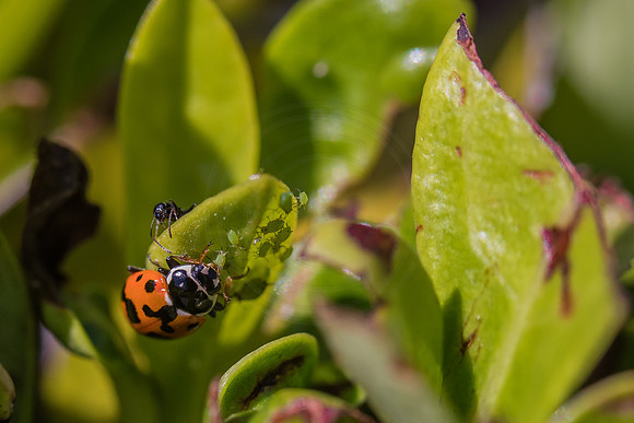Aphid eating