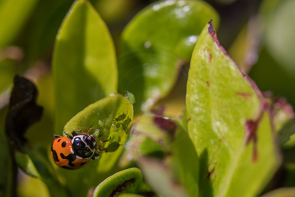 Ladybird