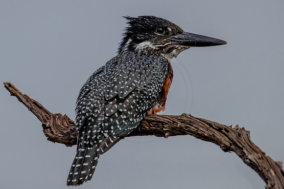 Beautifully perched