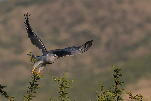 Kite