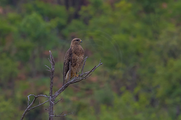 Buzzard