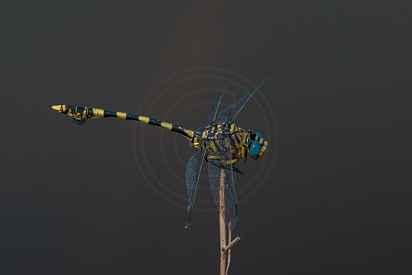 Tiger tail