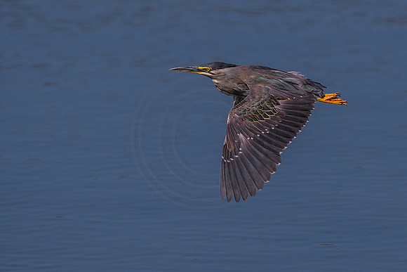 Heron