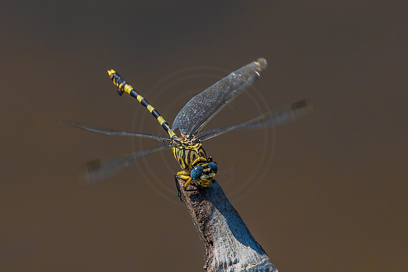 Dragon fly