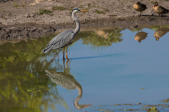Heron